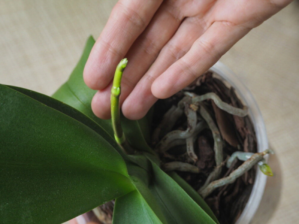 Лучшее домашнее удобрение для орхидей: попробуйте !